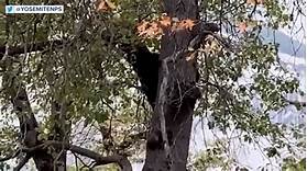 Artist Bears In Trees